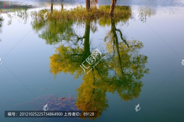 水中的胡楊倒影