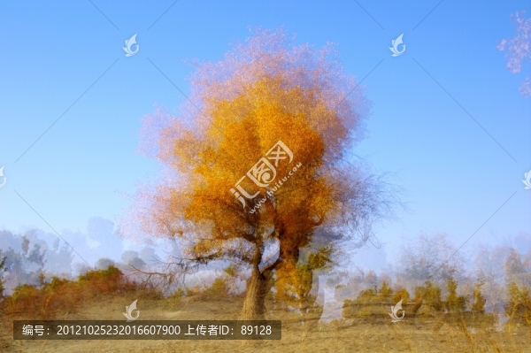 幻影胡楊