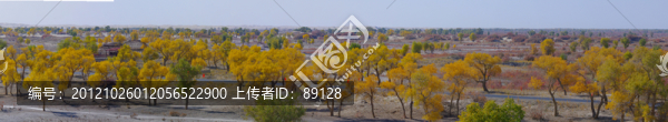 羅布人村寨胡楊林全景