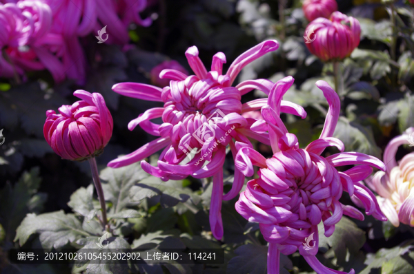 菊花