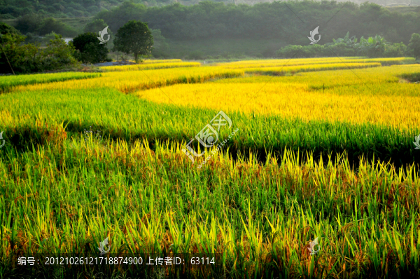 田園風(fēng)光,陽江東平田野風(fēng)光