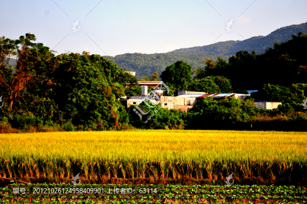 田園風(fēng)光,農(nóng)田