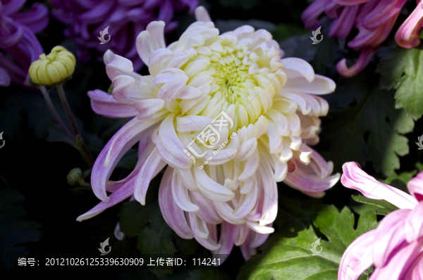 菊花