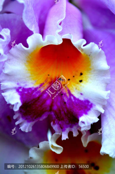 花蕊