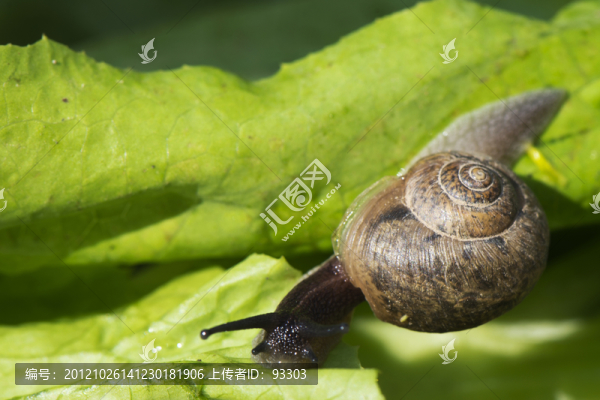 蝸牛