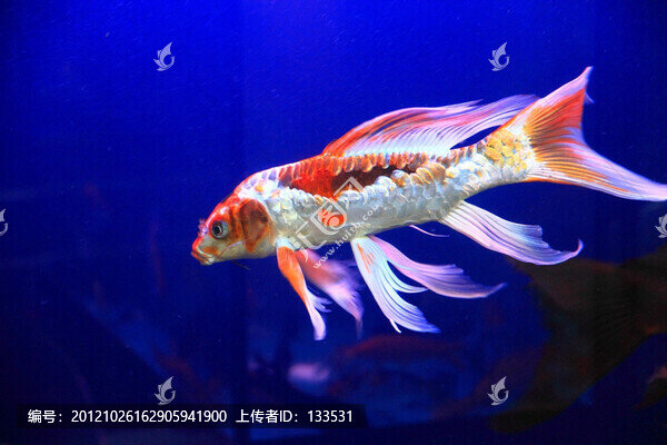 龍鳳錦鯉