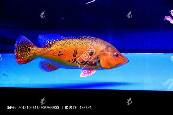 IM巴西亞魚
