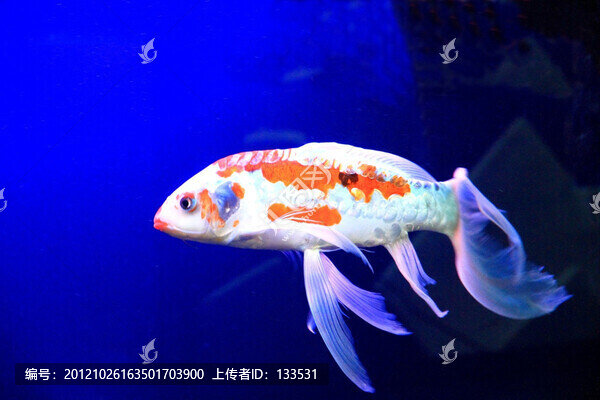龍鳳錦鯉