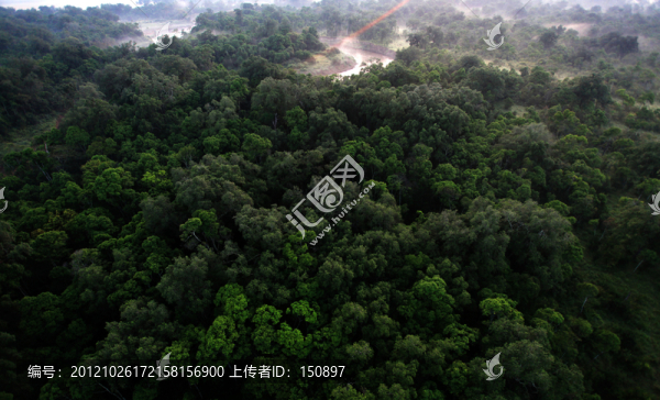 馬賽馬拉草原樹