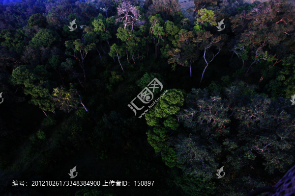 馬賽馬拉草原樹