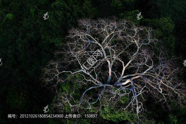 馬賽馬拉草原樹