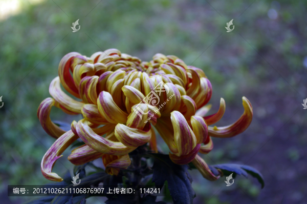 菊花