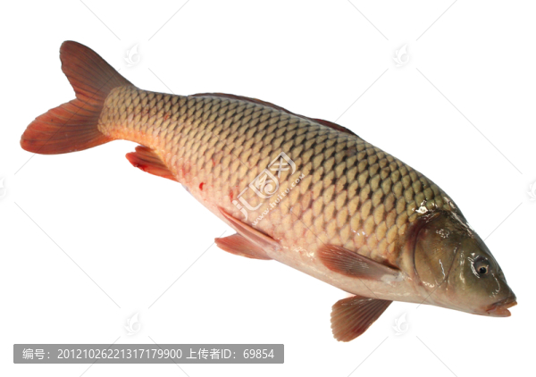 鯉魚
