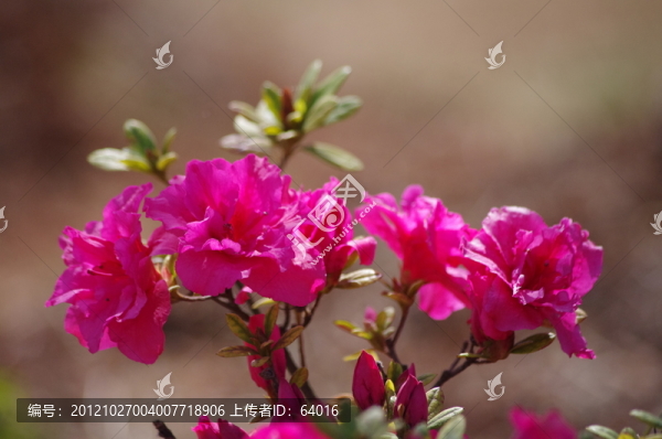 花朵