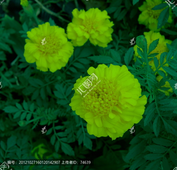 萬壽菊