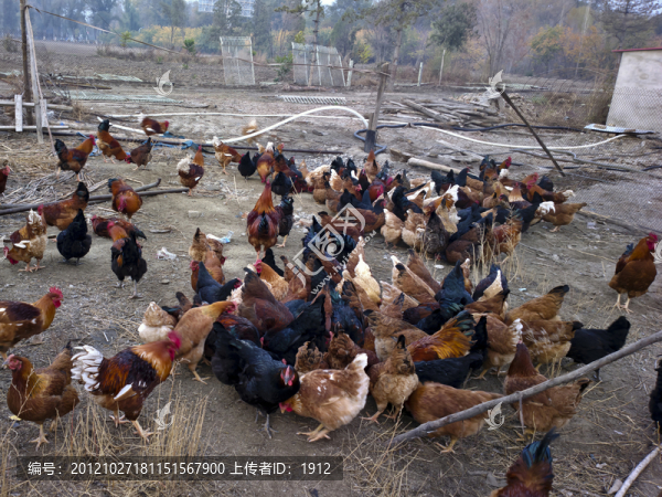 養(yǎng)雞場