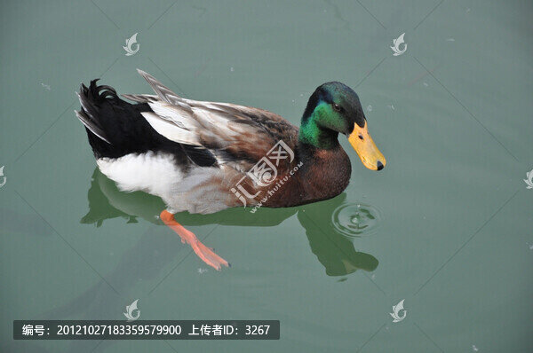 鴛鴦