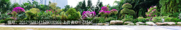 深圳蓮花山公園綠化景觀