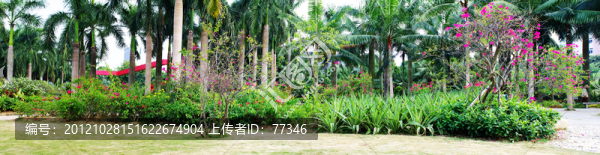 深圳蓮花山公園綠化景觀