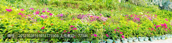 深圳蓮花山公園綠化