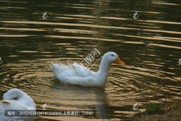 鴨子