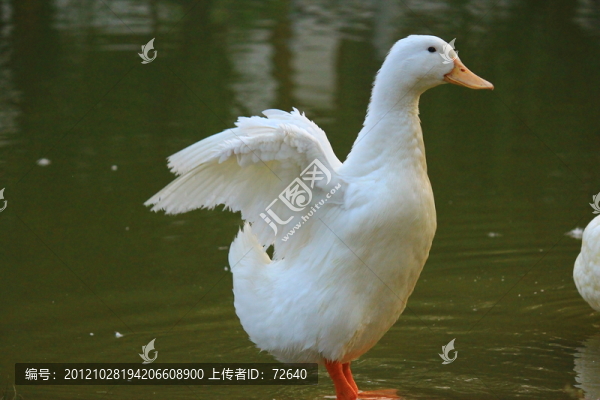 鴨子