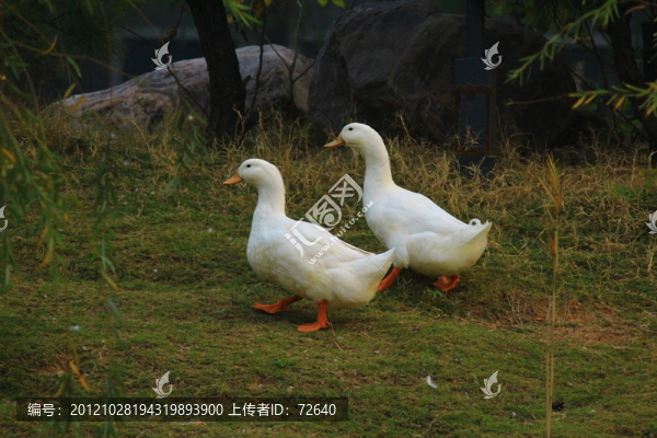 鴨子