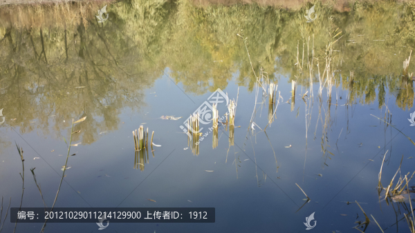 池塘