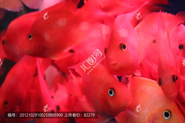 血鸚鵡