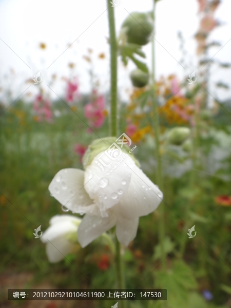 雨后嬌顏