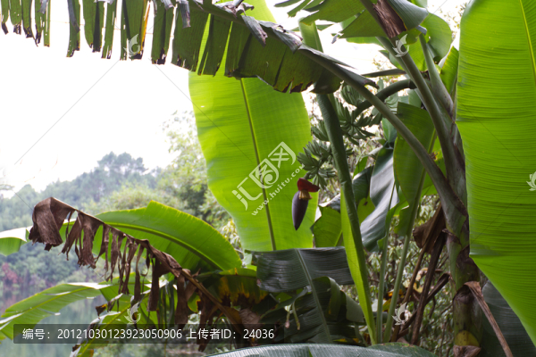芭蕉樹