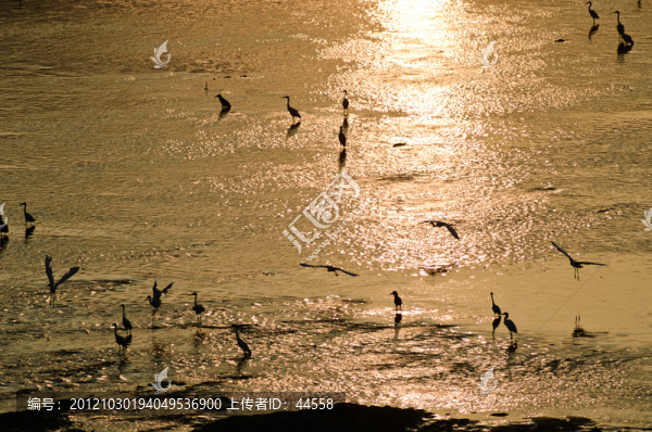 水鳥