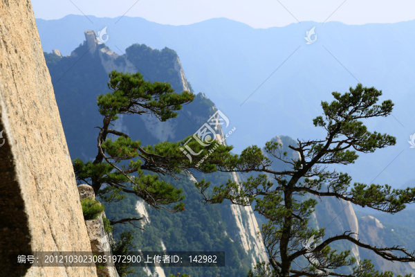 華山松