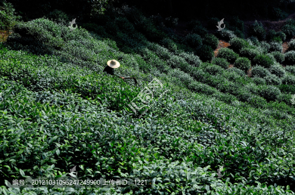 茶農(nóng)除草