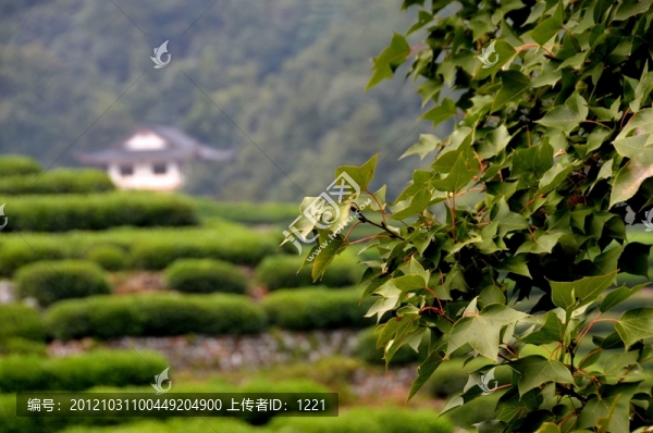 龍井村