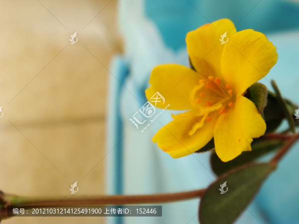 嬌嫩花朵