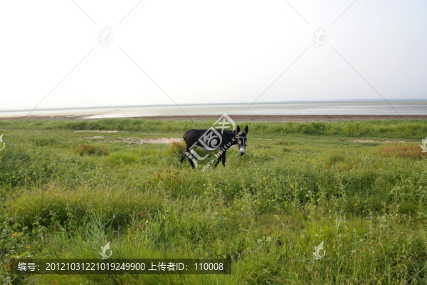草原上的驢