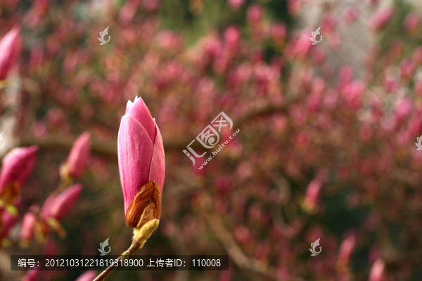 粉色玉蘭