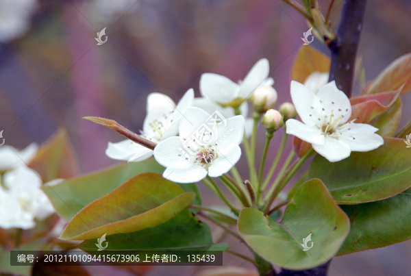 梨花,春天,特寫