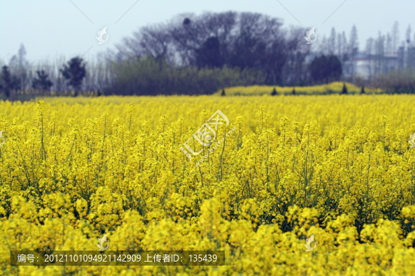 田野,,油菜花
