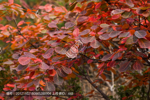 香山紅葉