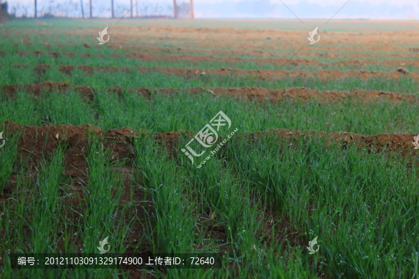 麥田
