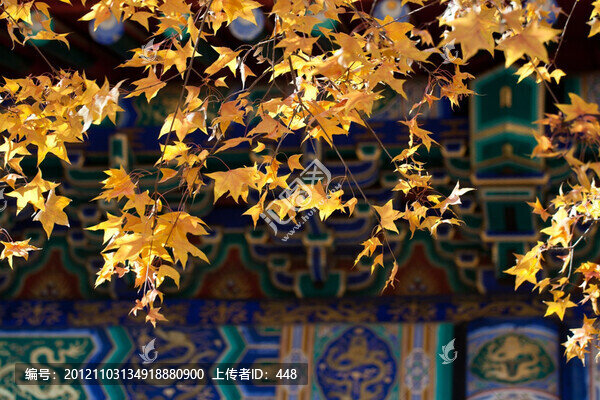 秋天楓葉