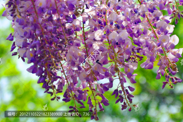 紫藤花