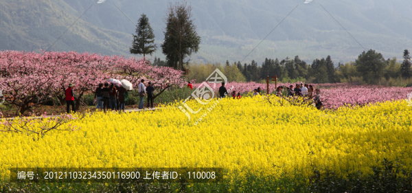 桃花和油菜花