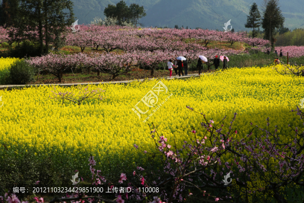 桃花和油菜花