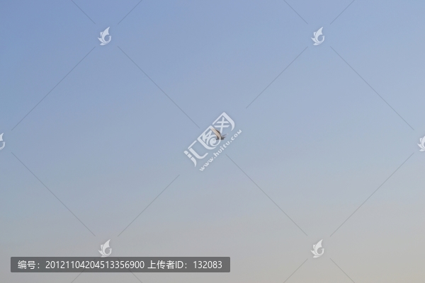 白鷺于飛