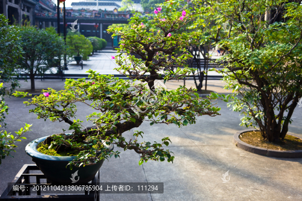 盆景