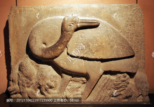 西安碑林博物館,鴕鳥(niǎo)