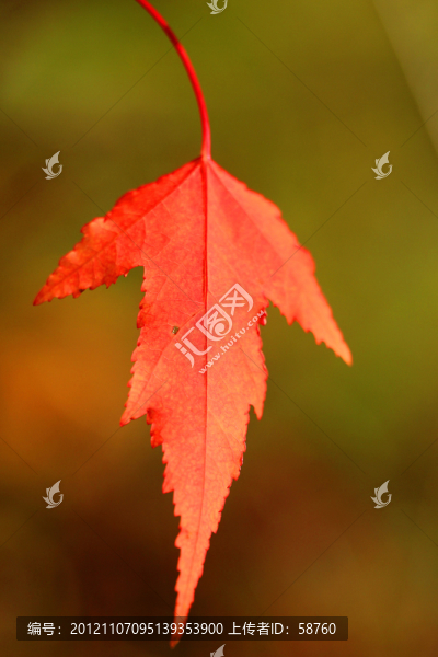 紅葉
